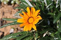 cd4aa75d-IMG_7054 cvijet.jpg